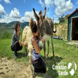 SCI Madrid colabora con el santuario animal Corazón Verde en campo de voluntariado centrado en el medio ambiente y los animales 